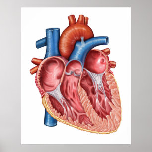 Interior Of Human Heart Poster