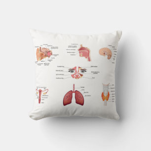  Internal human body organs Cushion