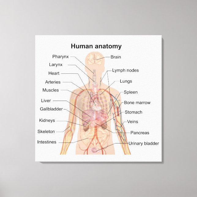 Internal Organs Human Body Anatomy Chart Canvas Print (Front)