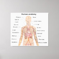 Internal Organs Human Body Anatomy Chart
