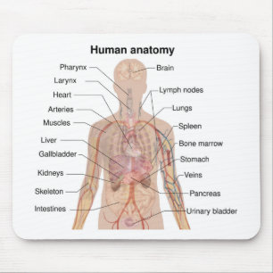 Internal Organs Human Body Anatomy Chart Mouse Mat
