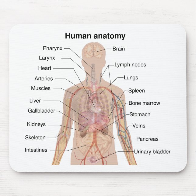 Internal Organs Human Body Anatomy Chart Mouse Mat (Front)