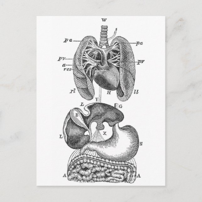 Internal Organs Postcard (Front)