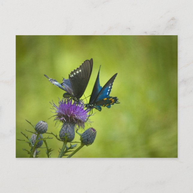 Intertwined Postcard (Front)