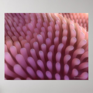 Intestinal Villi Poster