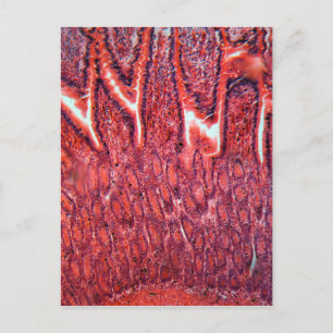 Intestine Cells under the Microscope Postcard