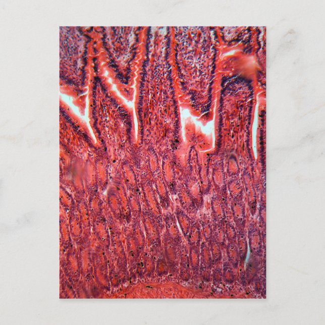 Intestine Cells under the Microscope Postcard (Front)