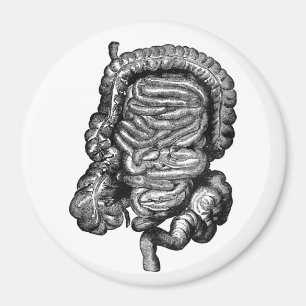 INTESTINES DIAGRAM VINTAGE MAGNET