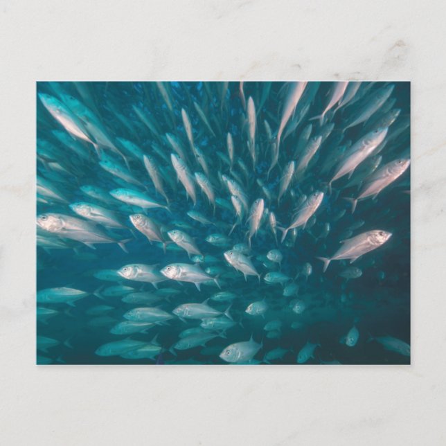 Into The Jacks Postcard (Front)