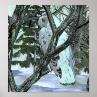 Into The Wild Snowy Owl