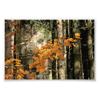 Into the woods photo print