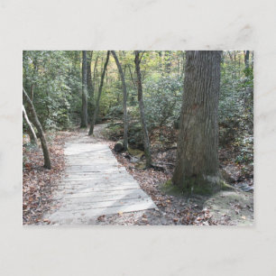 Into the Woods Postcard