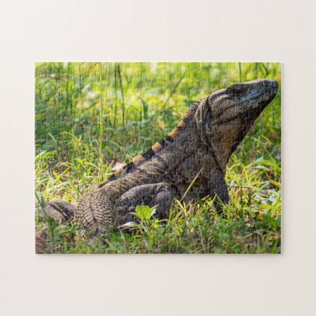 Intrigued Iguana Jigsaw Puzzle (Horizontal)
