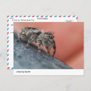  Intriguing Jumping Spider Close-Up Postcard