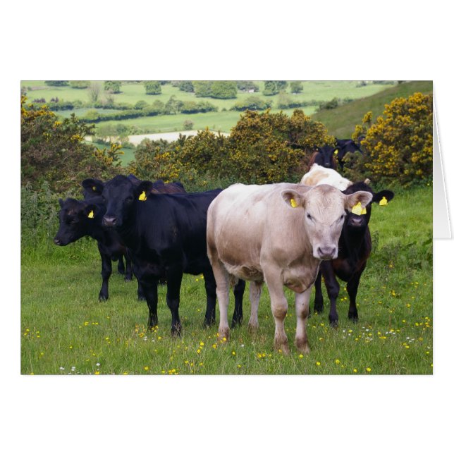 Invasion (Front Horizontal)