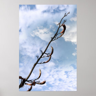 invasive perrenial japanese knotweed plant poster