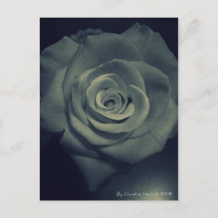 inverted rose postcard
