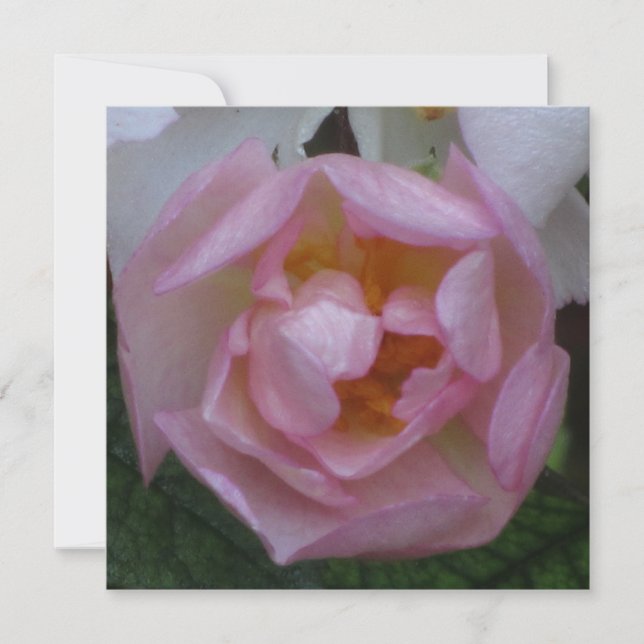 Invitación - Fiesta Cumpleaños - La Rosa Rosa Invitation (Front)