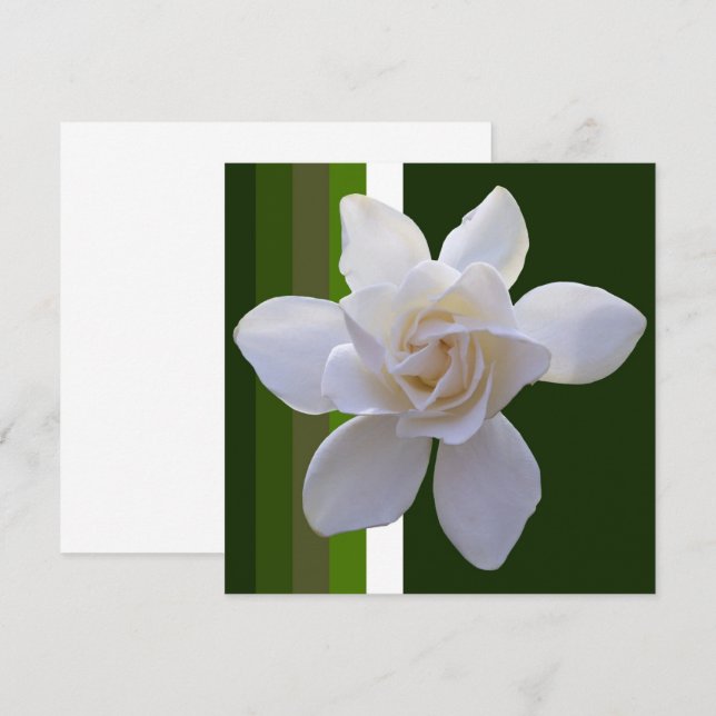 Invitation - Gardenia on Stripes (Front/Back)