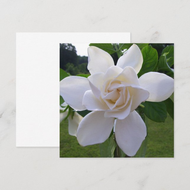 Invitation - Naturally Gorgeous Gardenia (Front/Back)