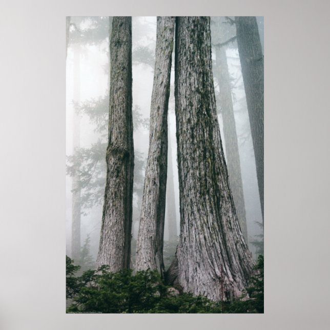 Invoking the Forest Poster (Front)