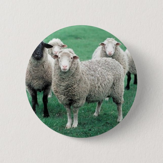 Iowa Sheep 6 Cm Round Badge (Front)
