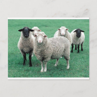 Iowa Sheep Postcard