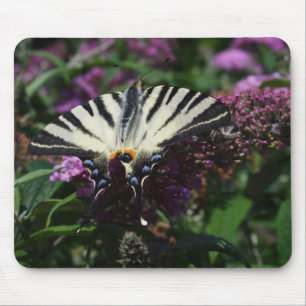 Iphiclides podalirius mouse mat