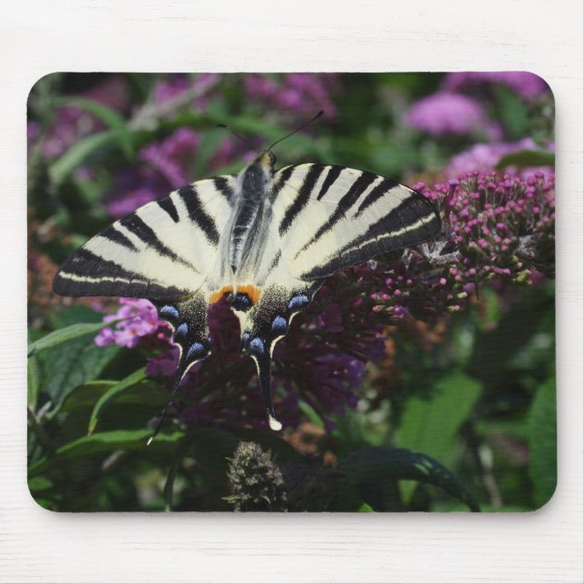 Iphiclides podalirius mouse mat (Front)