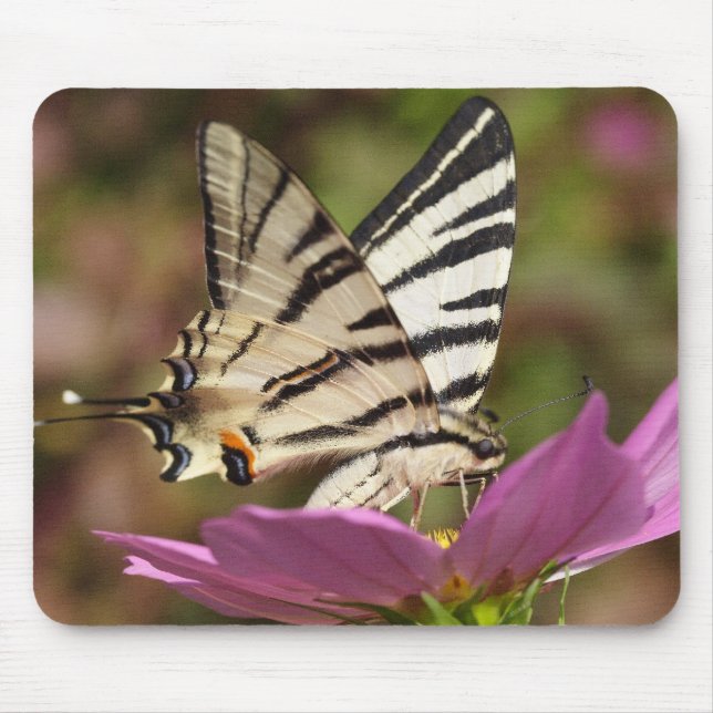 Iphiclides podalirius mouse mat (Front)