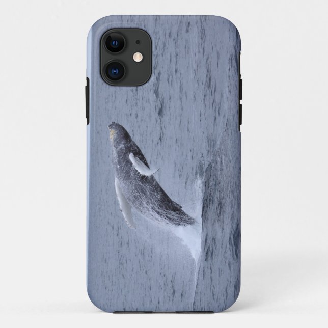 Iphone 5 Case-mate Humpback Whale breaching Case-Mate iPhone Case (Back)