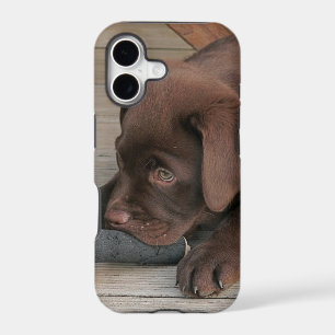 Iphone 5 case with chocolate Labrador retriever