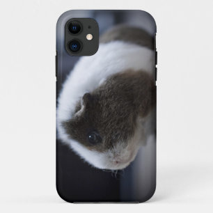 iPhone 5 case with cute guinea pig
