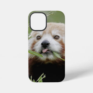 iPhone case Photo giant panda , animals.