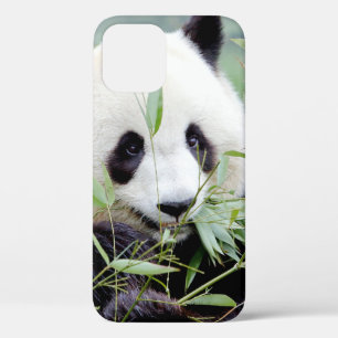 iPhone case Photo giant panda , animals.