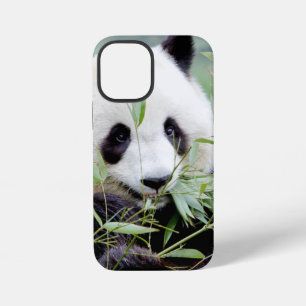 iPhone case Photo giant panda , animals.