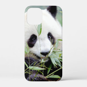 iPhone case Photo giant panda , animals.