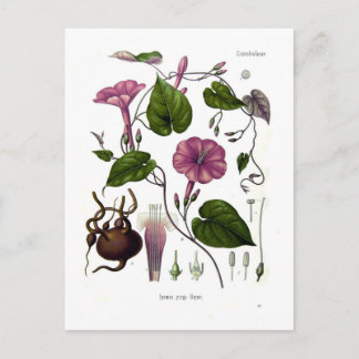 Ipomea purga (jalap) postcard
