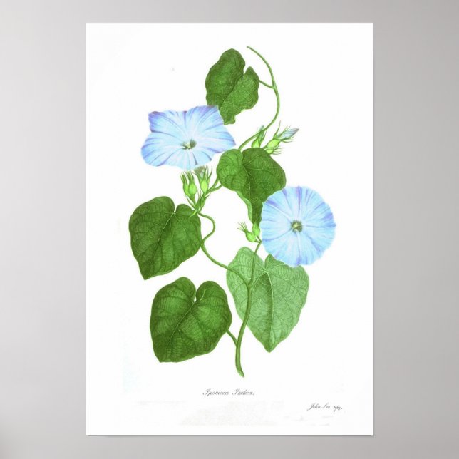 Ipomoea Indica Poster (Front)