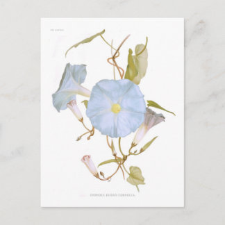 Ipomoea rubro-coerulea postcard