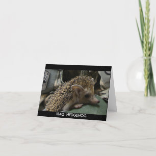 IRAQ  HEDGEHOG BLANK NOTE CARD