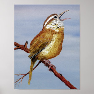 Irate Carolina Wren Poster