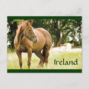 Ireland (Horse in Field) Postcard