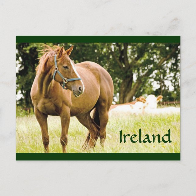 Ireland (Horse in Field) Postcard (Front)