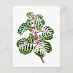 Iresine Herbstii, Aureo-Reticulata Postcard