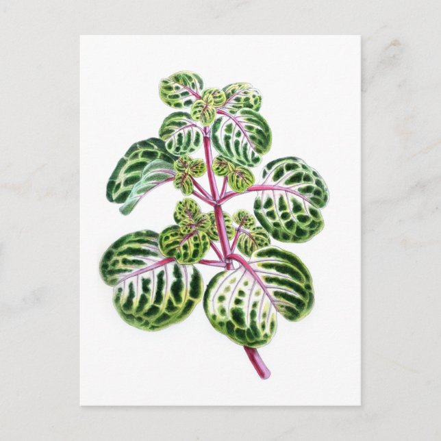 Iresine Herbstii, Aureo-Reticulata Postcard (Front)
