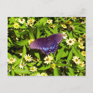 Iridescent Blue Purple with Black Butterfly Wings Postcard