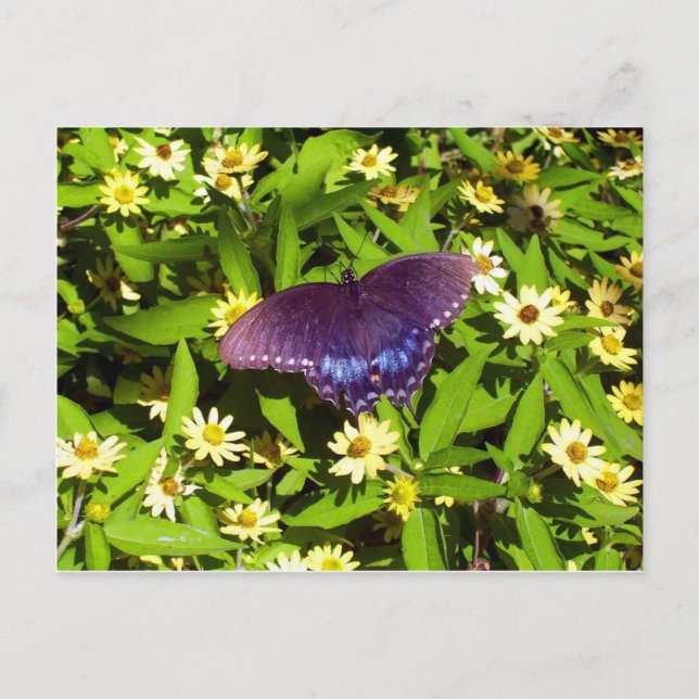 Iridescent Blue Purple with Black Butterfly Wings Postcard (Front)