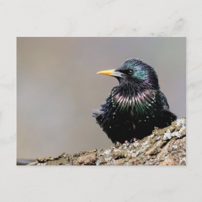 Iridescent European Starling Postcard (Front)