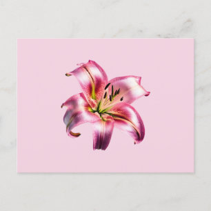 Iridescent Holographic Pink Asiatic Lily Postcard